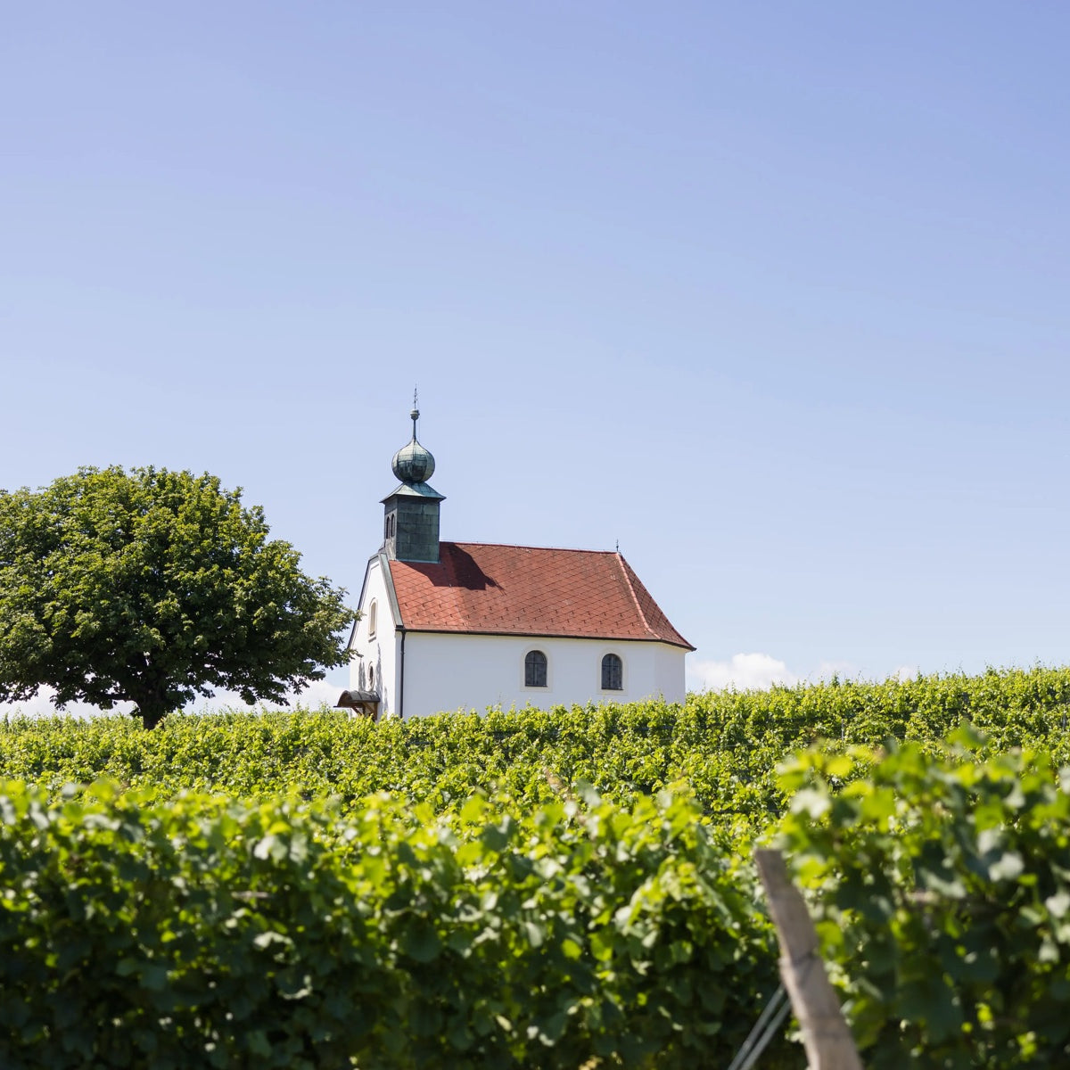 Kapelle zwischen Rebzeilen im Blaufränkischland