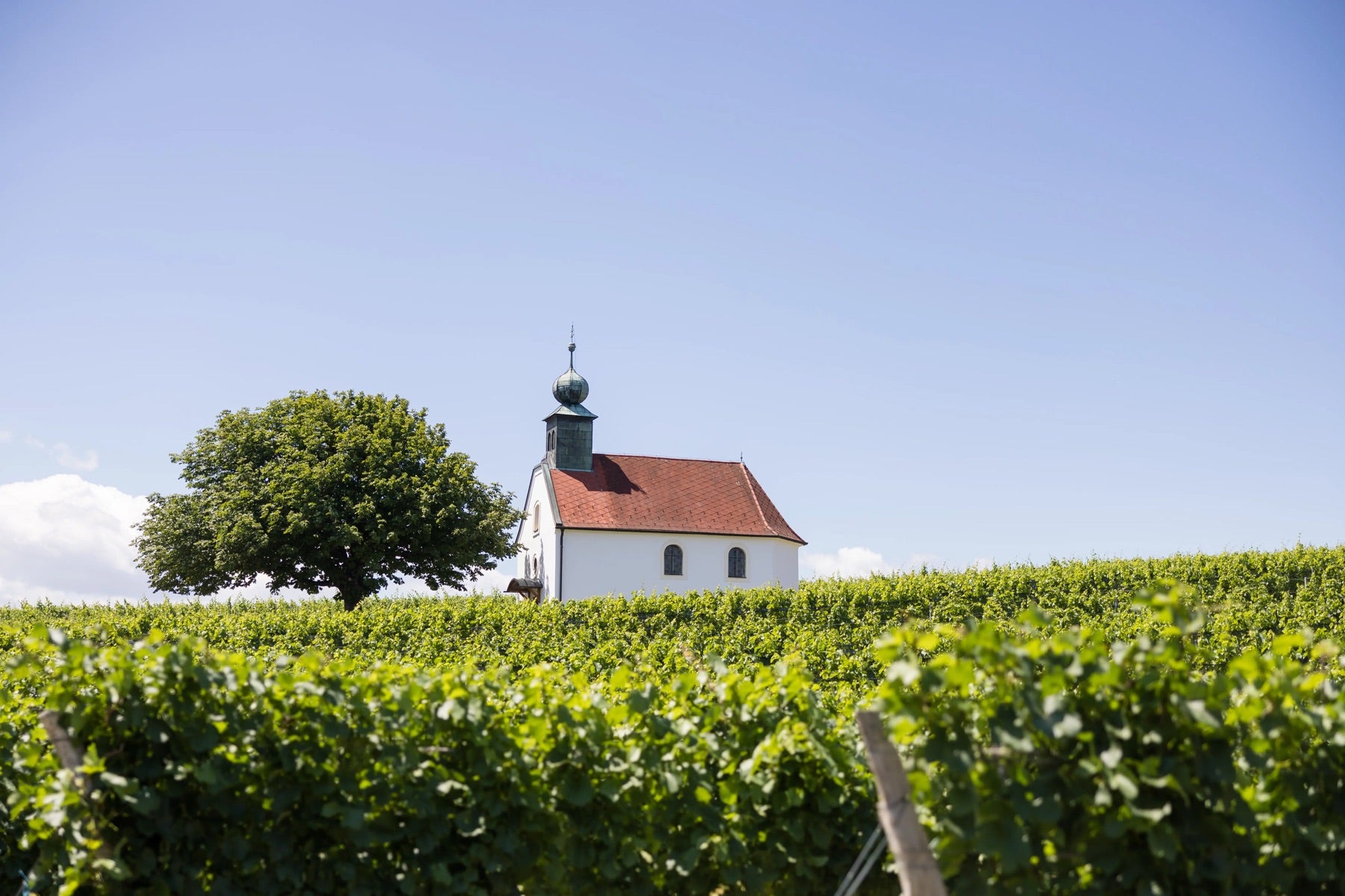 Kapelle zwischen Rebzeilen im Blaufränkischland